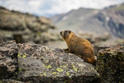 Rocky Mountain Marmot